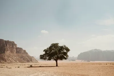 العراء الوجداني ومشروع التخليق وتجديد سؤال القيم